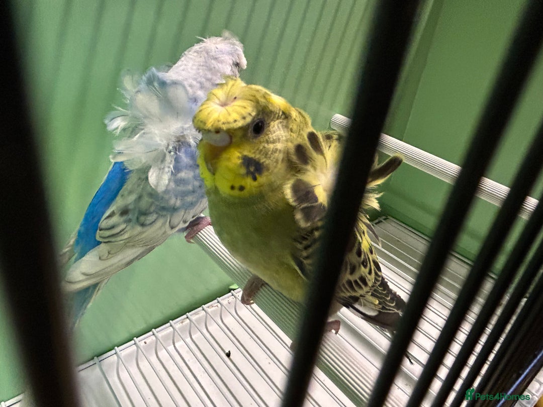 Budgerigars birds for sale: Black face, Black wing, splits, hogoromo budgies  - Advert 5