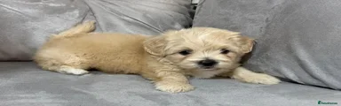 Shihpoo 4