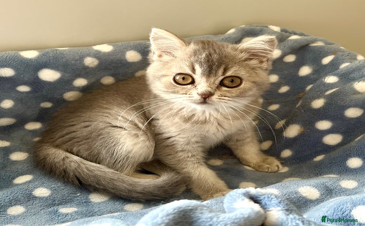 British Shorthair cats - Advert 13