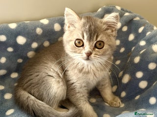 British Shorthair cats - Advert 1