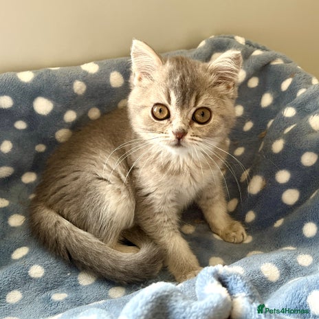 British Shorthair cats - Advert 13