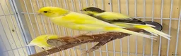 Canaries birds for sale: Beautiful canaries - Advert 8