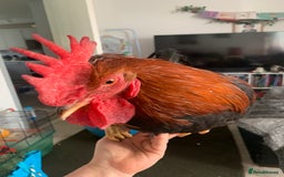 Chickens poultry for sale: 3 beautiful tame cockerels  - Image 1
