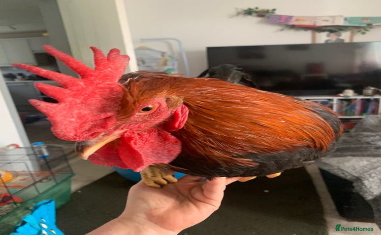 Chickens poultry - Advert 1