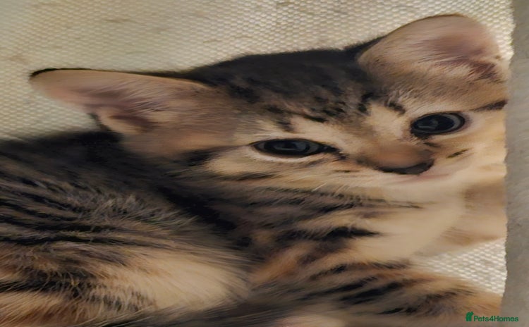 Mixed Breed cats - Advert 11