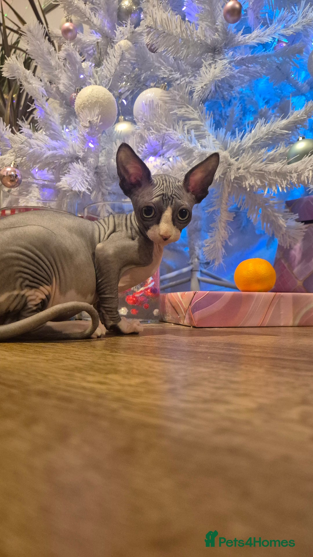 Sphynx cats for sale: Exclusive Sphynx Kittens Looking for Forever Homes - Advert 27