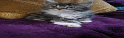 Mixed Breed cats for sale: Beautiful  ** s twins Romeo and Juliet  - Advert 2
