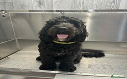 Cockapoo dogs for stud: Milo 1 year old F2 cockapoo - Image 3