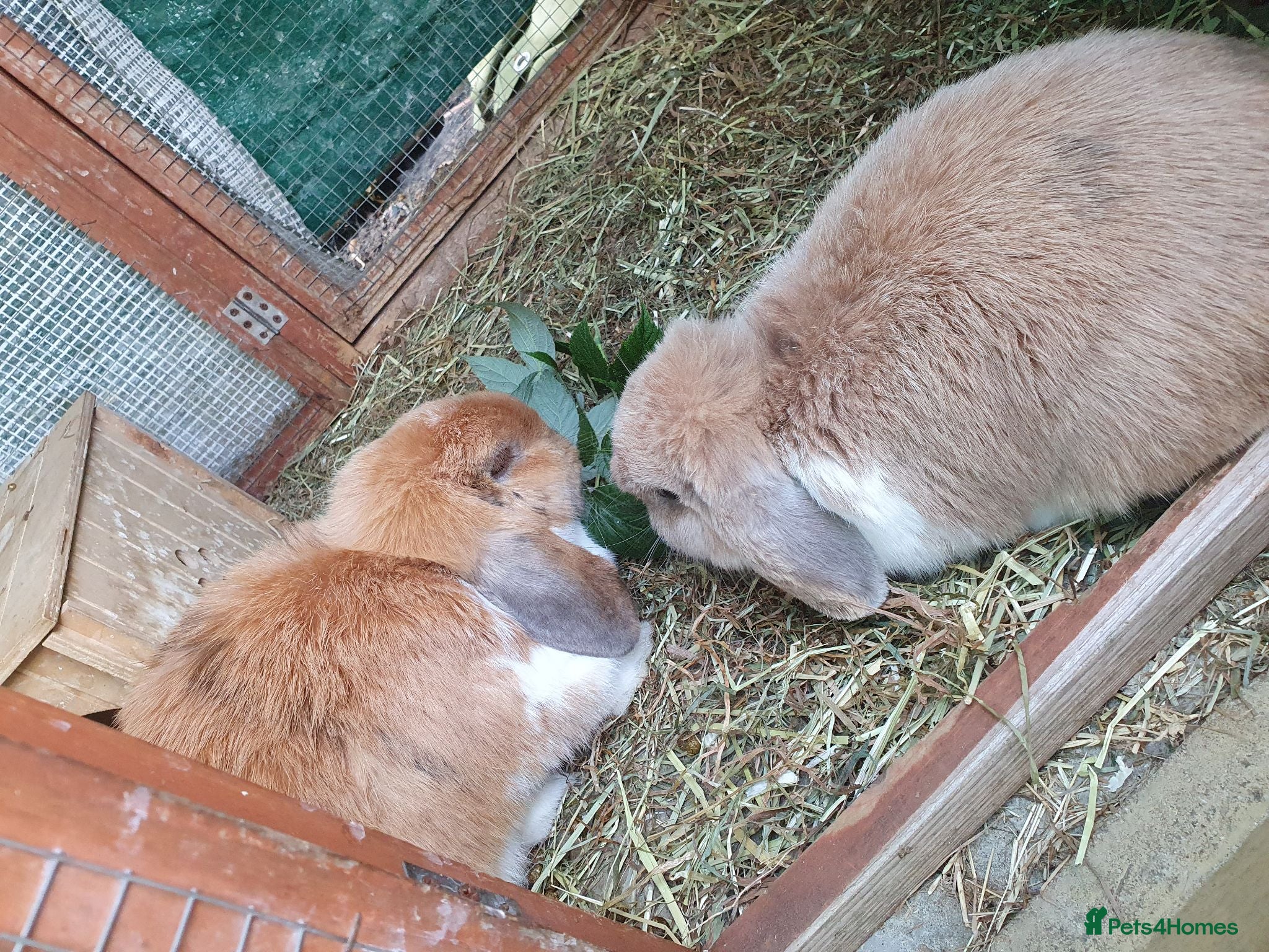 Mini Lop rabbits Spayed/neutered rabbits for adoption, vac Rhd2 - Advert 2
