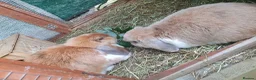 Mini Lop rabbits for sale: Spayed/neutered rabbits for adoption, vac Rhd2 - Advert 2