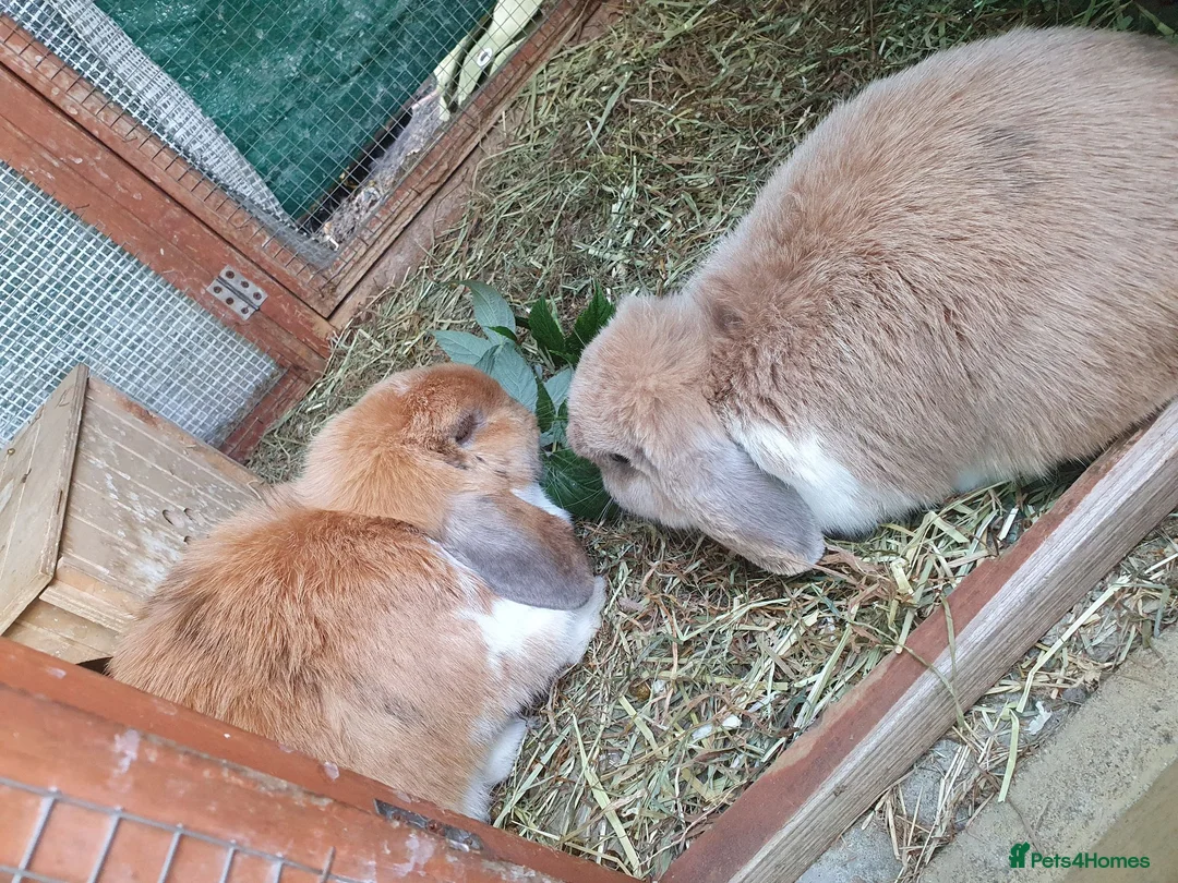 Mini Lop rabbits for sale: Spayed/neutered rabbits for adoption, vac Rhd2 - Advert 2