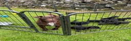 Patterdale Terrier dogs for sale: Patterdale Terrier Puppies - Advert 1