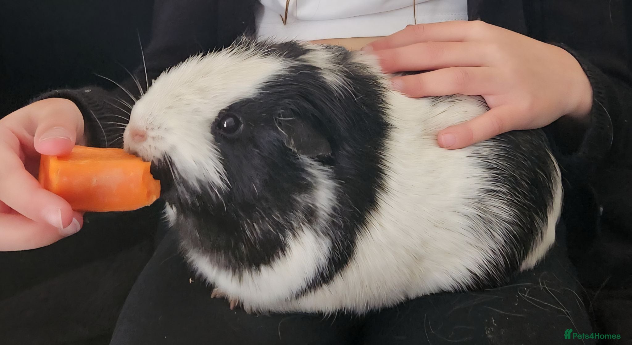 Guinea Pig rodents Rehoming guinea pigs - Advert 2