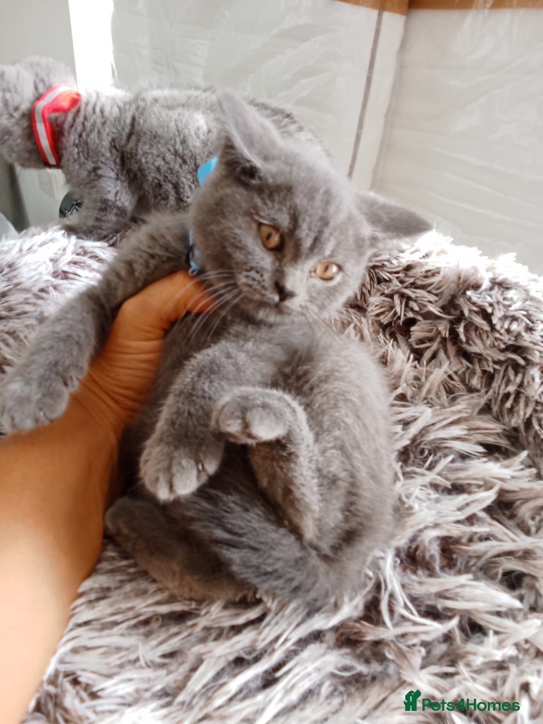 Brazilian Shorthair cats for sale: Beautiful blues Bristh short hair - Image 25