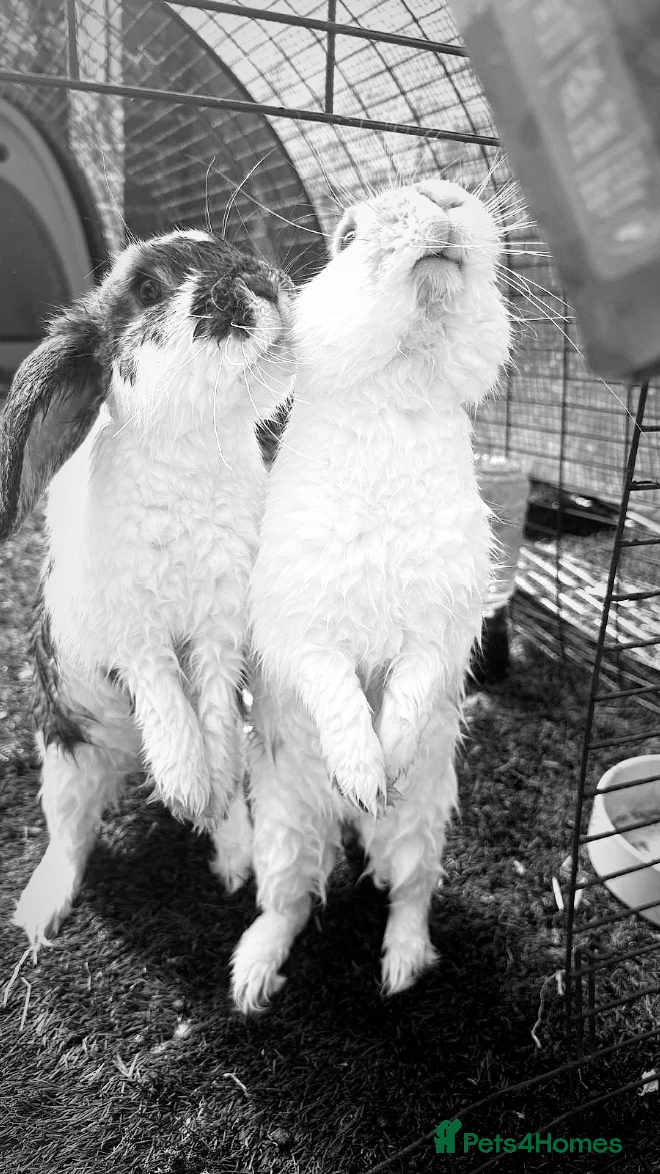 Dwarf Lop rabbits 3x rabbits Mum dad baby  - Advert 2