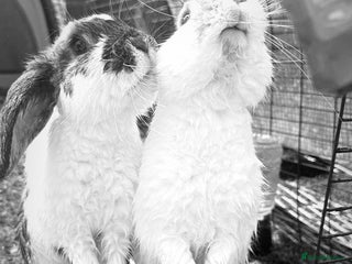 Dwarf Lop rabbits 3x rabbits Mum dad baby - Advert 11