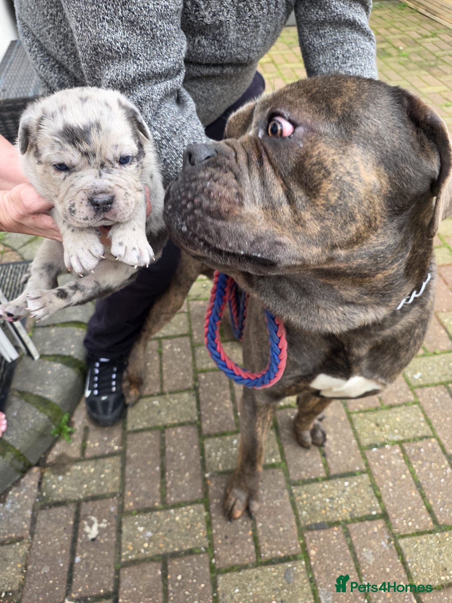 Mixed Breed dogs Puppies for Sale & Ready to go!! - Advert 2