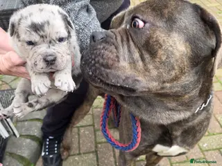 Mixed Breed dogs Puppies for Sale & Ready to go!! - Advert 4