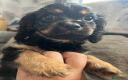 Cavapoo dogs for sale: Cavapoo x Cavalier - Image 12