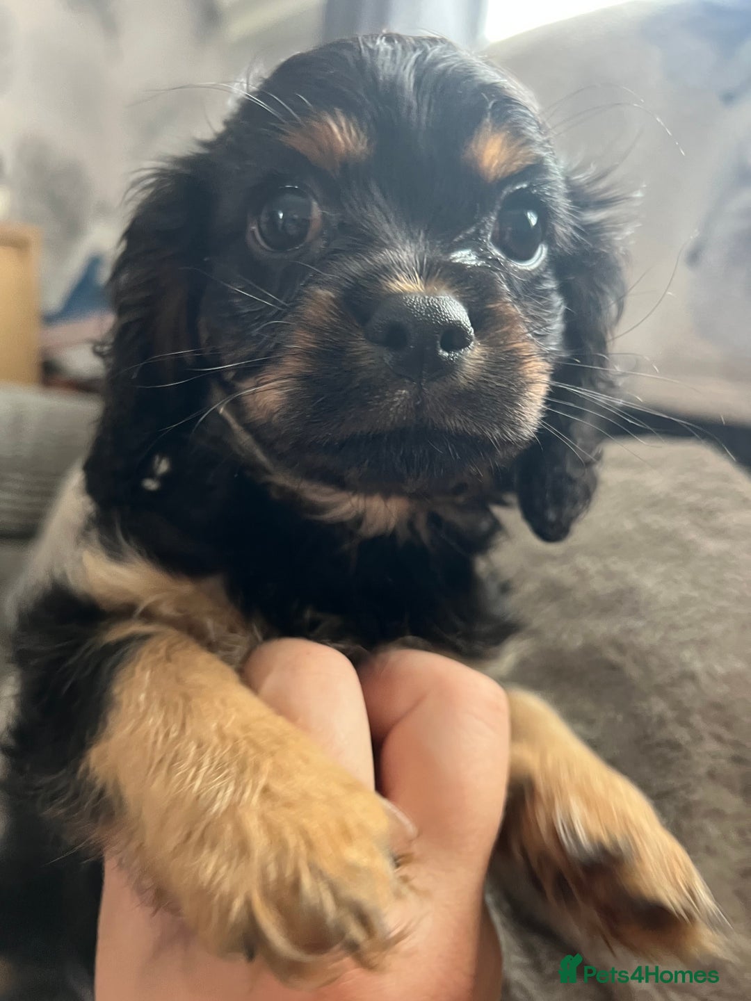 Cavapoo dogs for sale: Cavapoo x Cavalier - Image 12