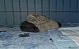 Scottish Fold cats for sale: Scottish Folds  4 Male 1 Female - Image 14