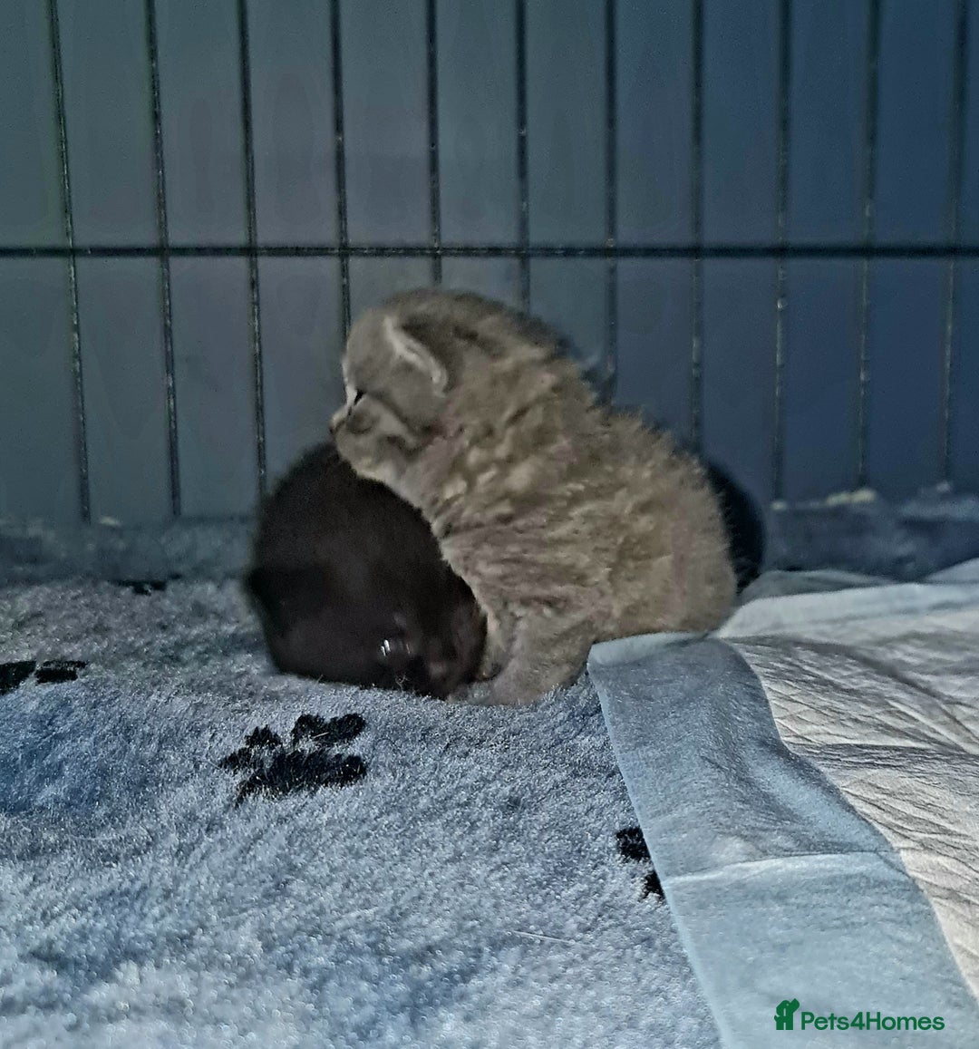 Scottish Fold cats for sale: Scottish Folds  4 Male 1 Female - Image 14