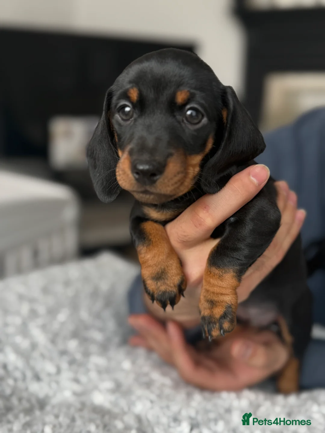 Miniature Dachshund dogs for sale: Beautiful miniature Dachshund puppies  - Advert 8