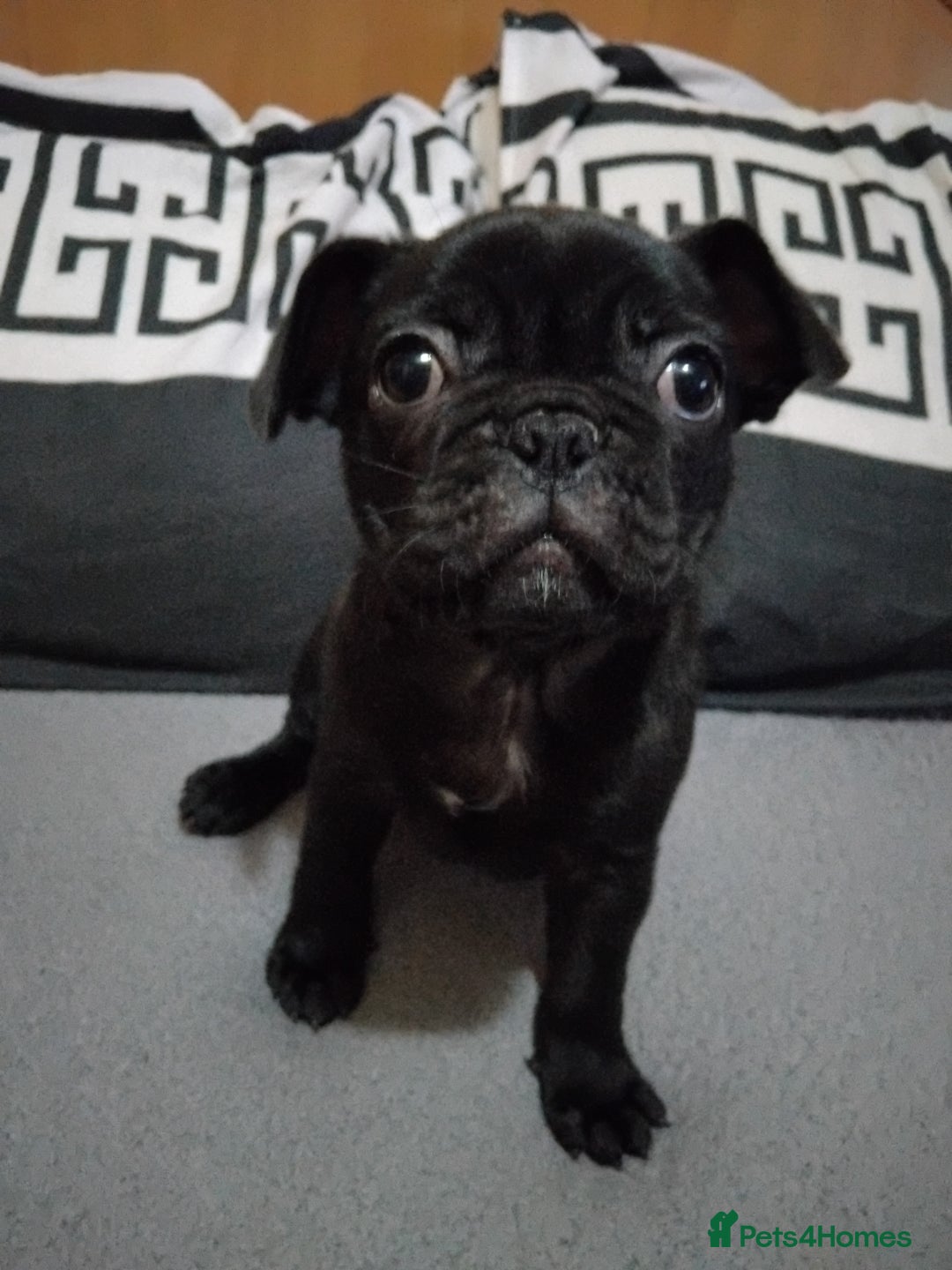 Frug dogs for sale: 3 frug puppies  - Advert 4