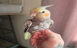 Cockatiels birds for sale: Baby cockatiel - Image 3