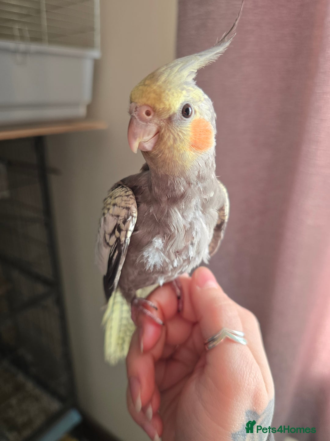 Cockatiels birds for sale: Baby cockatiel - Image 3