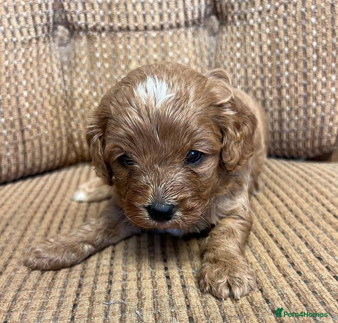 Cavapoo dogs for sale: Cavapoo puppies - Advert 6