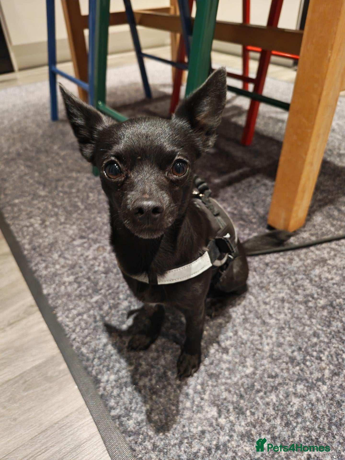 Chihuahua dogs Bruno the Chihuahua for Adoption - Advert 2