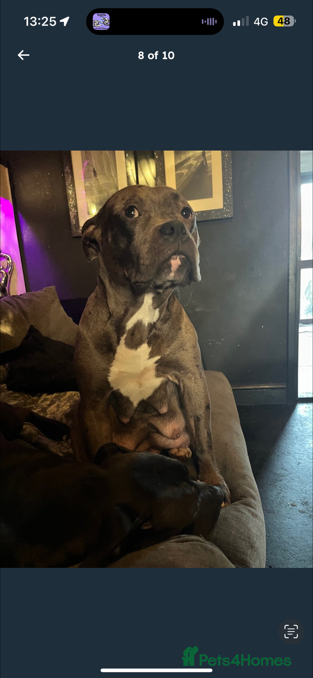 Mixed Breed dogs for sale: Maxi  - Image 5