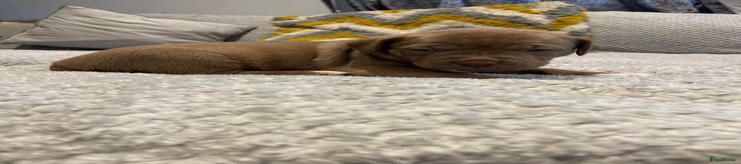 Mixed Breed Puppy 8