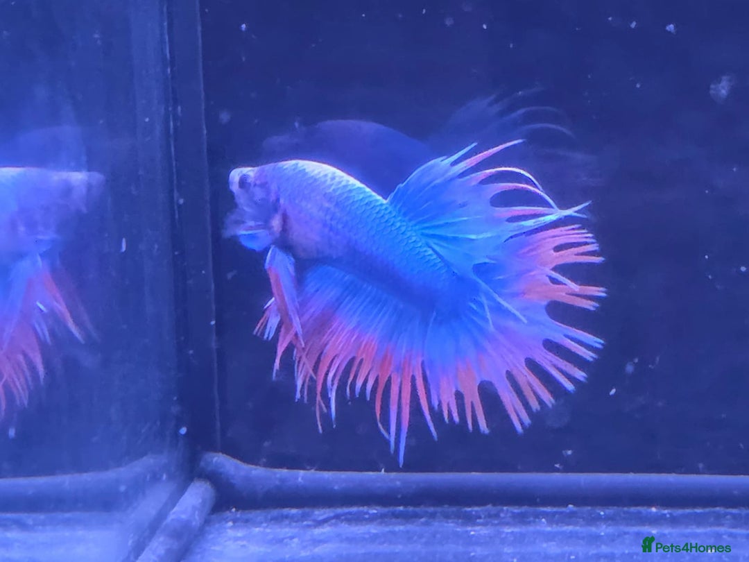 Bettas fish for sale: Betta shipment list for wednesday !!! ⬇️  - Advert 5