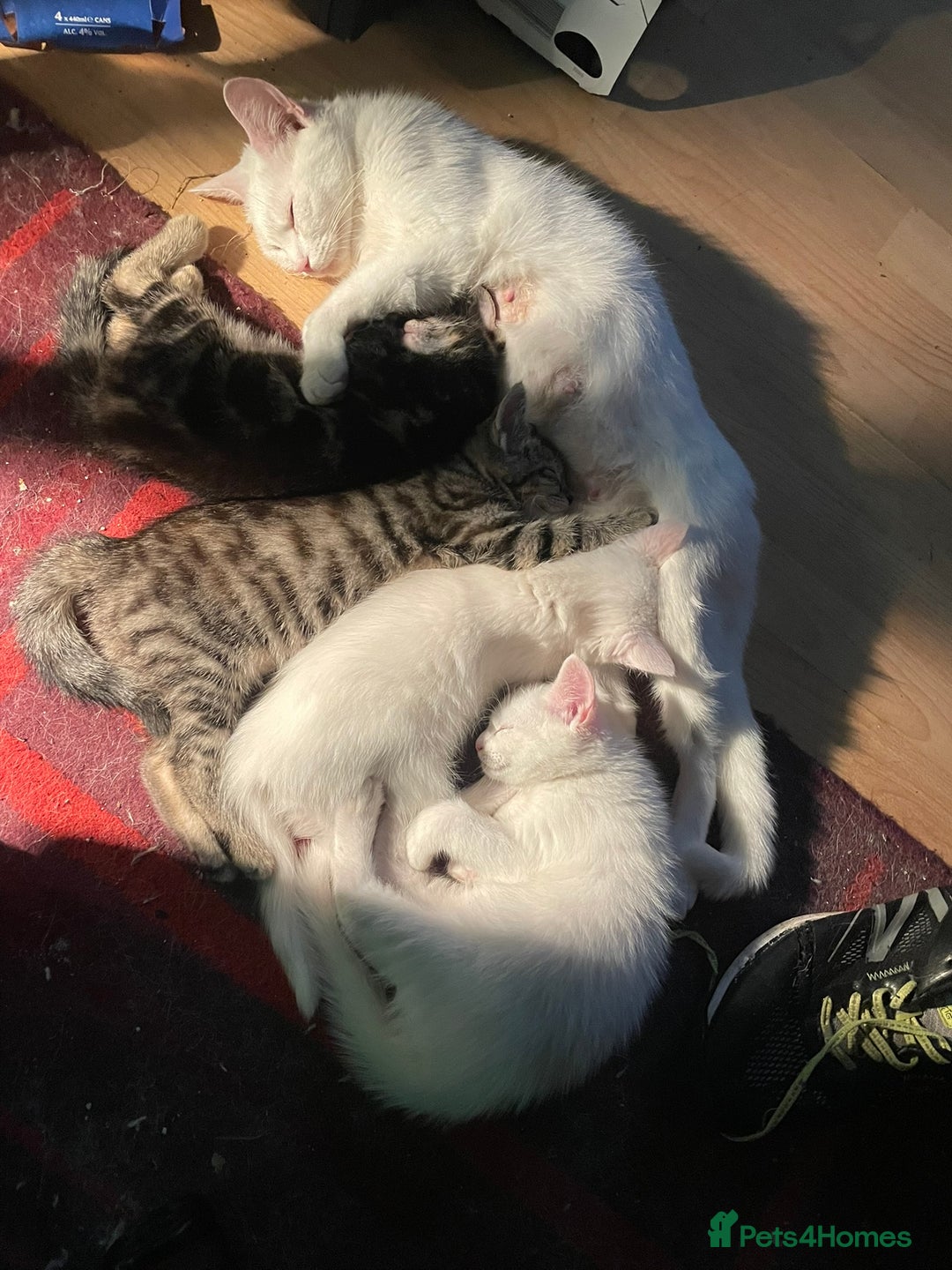 British Shorthair cats for sale:  4 Lovely Little One's - Image 1