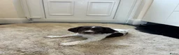 English Springer Spaniel dogs for sale: Exceptional ESS Puppies KC liver and white  - Advert 6