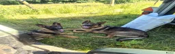 German Shepherd dogs for sale: Working-Line German Shepherd Bitch – 24 Weeks in Blackwood - Advert 6