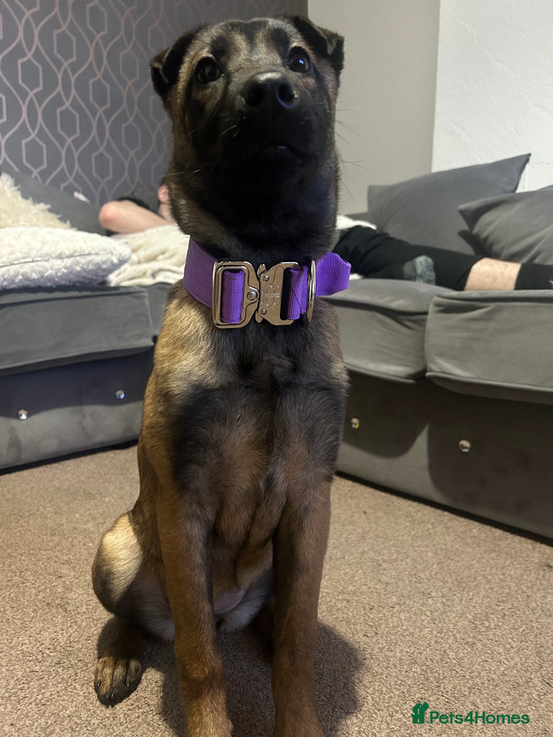 Mixed Breed dogs for sale: Luna Belgian malinois mix - Advert 3