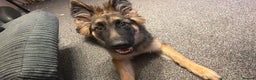 German Shepherd dogs for sale: Gorgeous German Shepard puppy - Advert 6