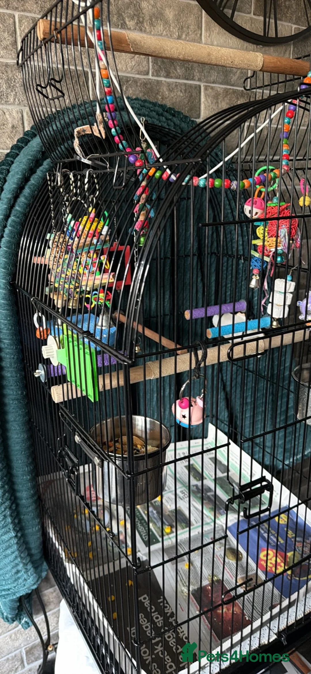 Conures birds for sale: Pineapple conure  - Advert 4