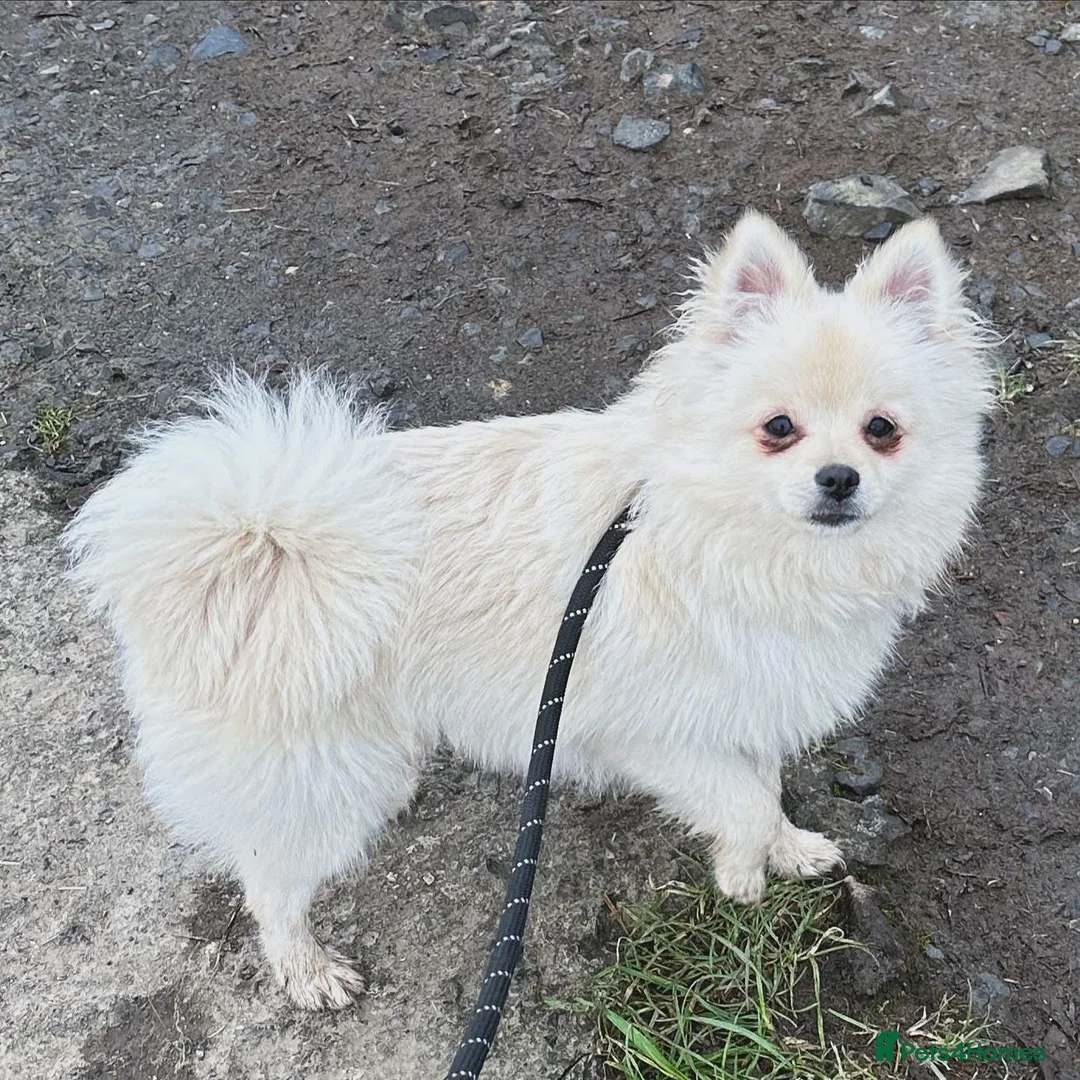 Pomchi dogs for sale: Beutiful  not neutered  - Advert 1