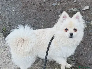 Pomchi dogs Beutiful not neutered - Advert 1