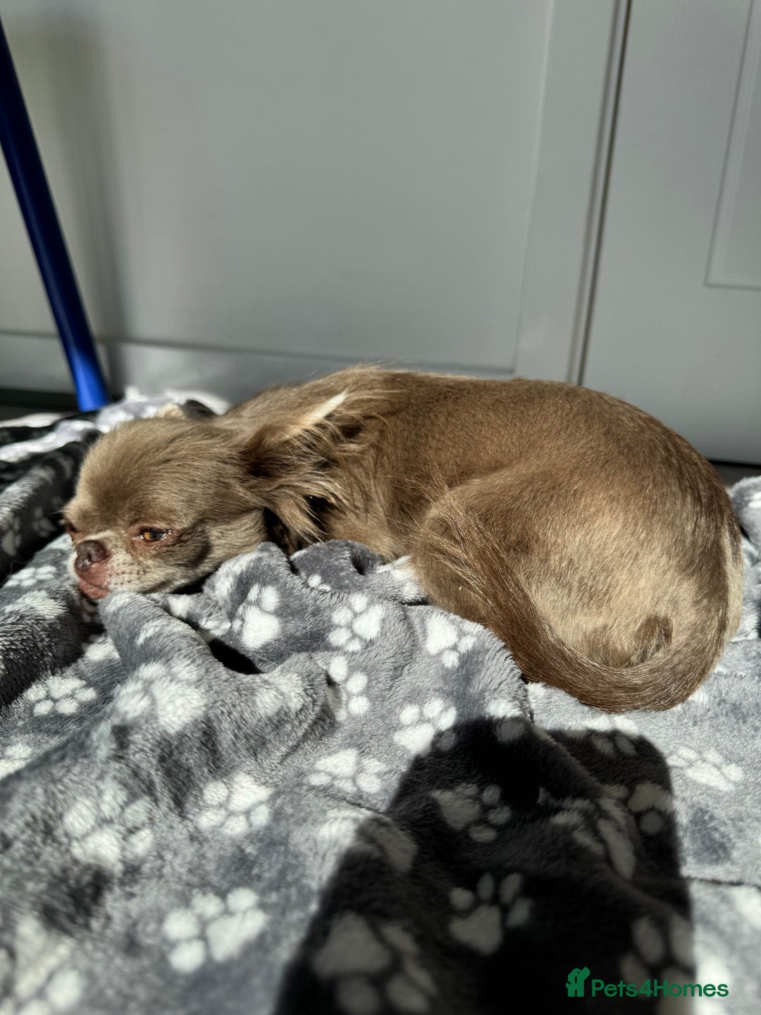 Chihuahua dogs for sale: Long haired lilac chihuahua girl - Image 6