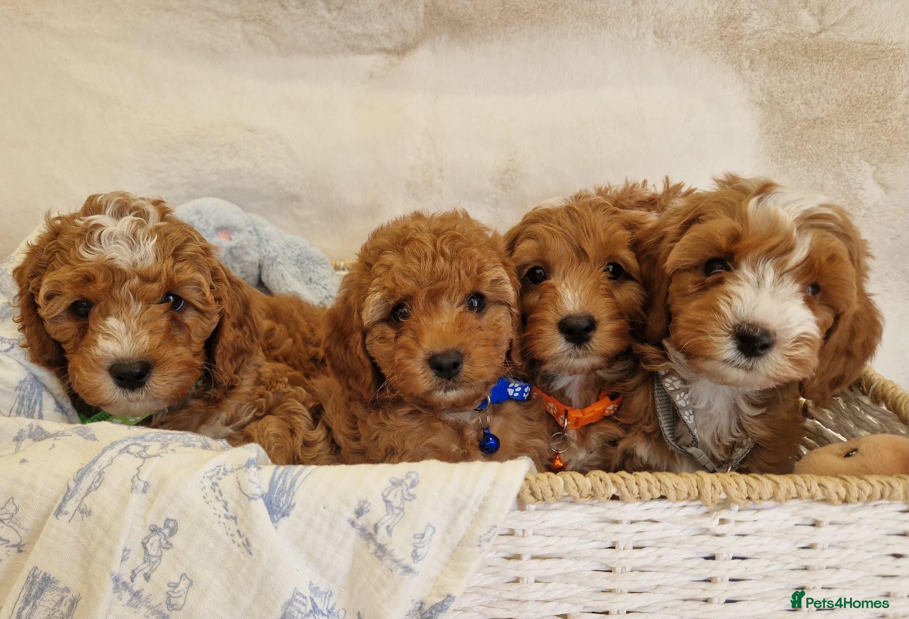Cavapoo dogs 💖BEAUTIFUL LICENSED-BRED CAVAPOOS💖 - Advert 2