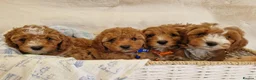 Cavapoo dogs for sale: 💖BEAUTIFUL LICENSED-BRED CAVAPOOS💖 - Advert 2