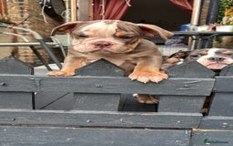 Olde English Bulldogge dogs for sale: Olde English bulldogs puppies READY to leave - Image 29