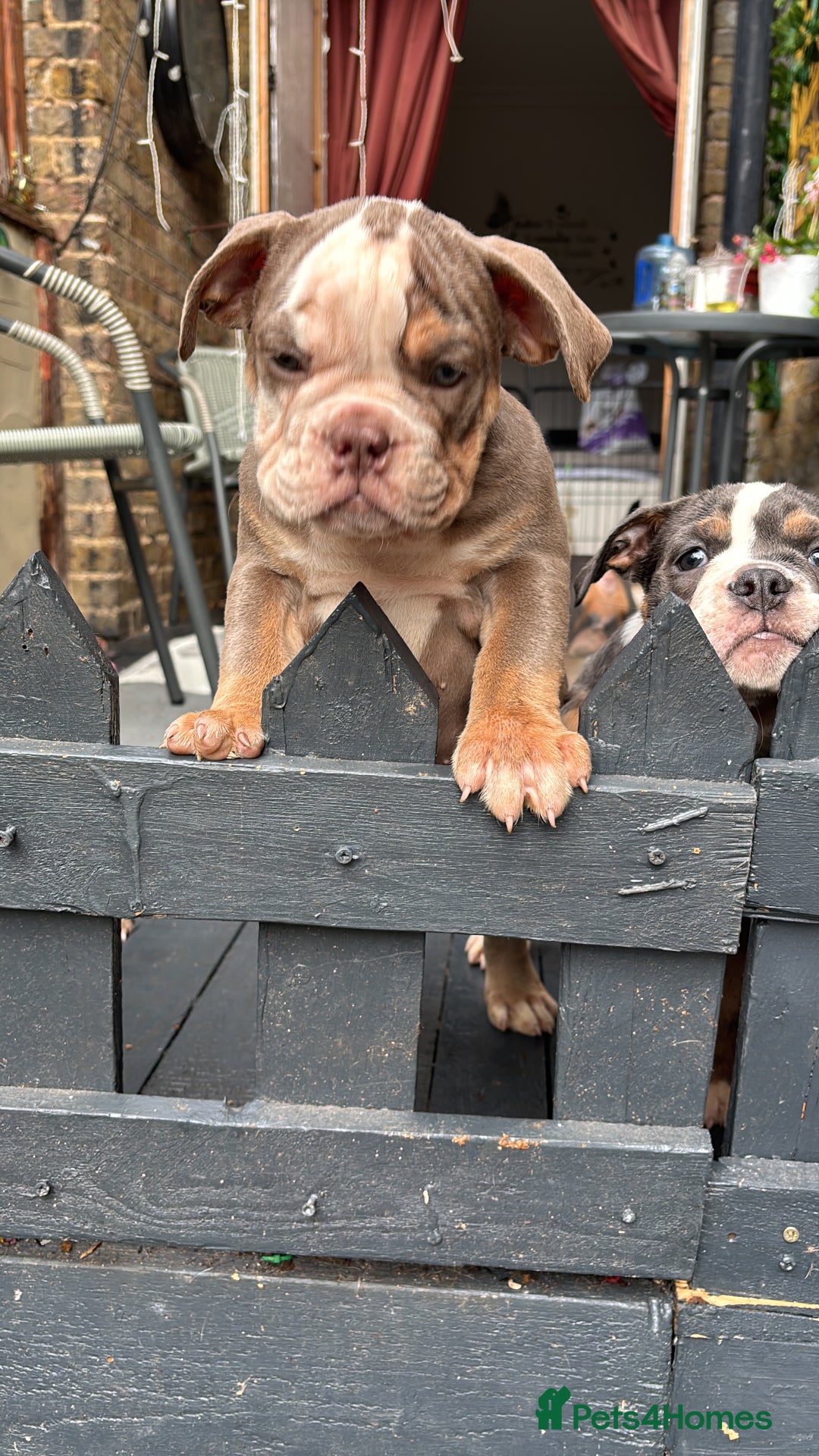 Olde English Bulldogge dogs for sale: Olde English bulldogs puppies READY to leave - Image 29