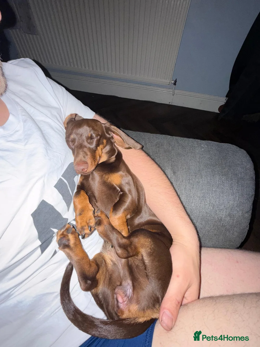 Miniature Dachshund dogs for sale: 1-Year-Old Chocolate Miniature Dachshund Enid  in Andover - Advert 2