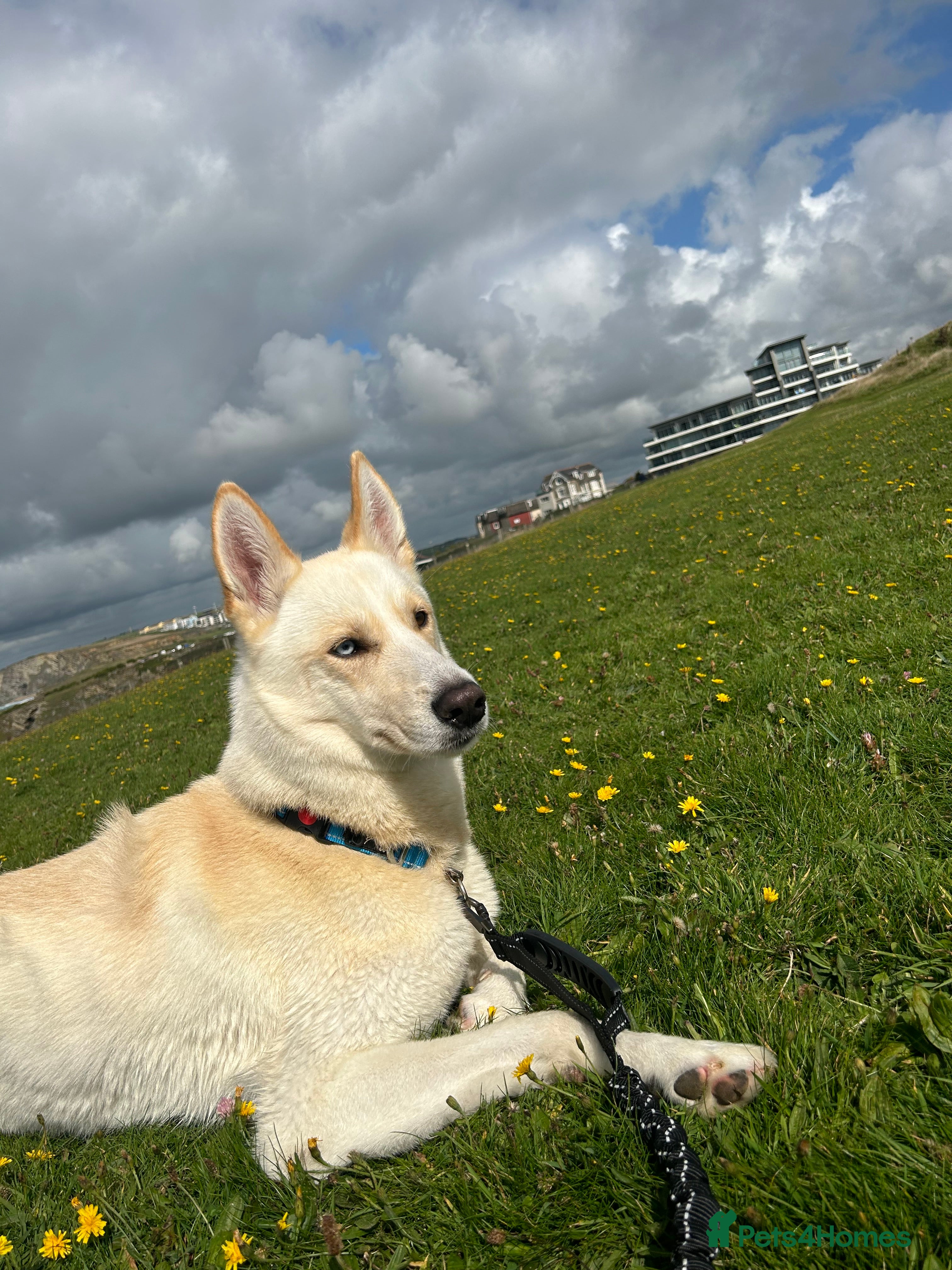 Mixed Breed dogs Beautiful 4year old dog for sale - Advert 2